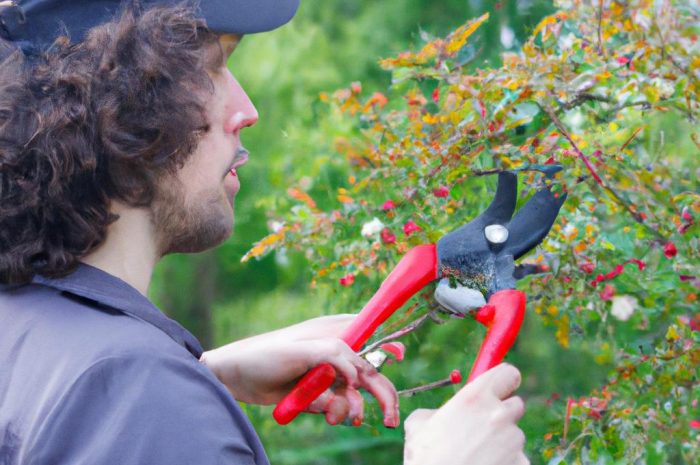 Cięcie hortensji ogrodowej na wiosnę. Jak powinno wyglądać przycinanie hortensji bukietowej i krzewiastej?