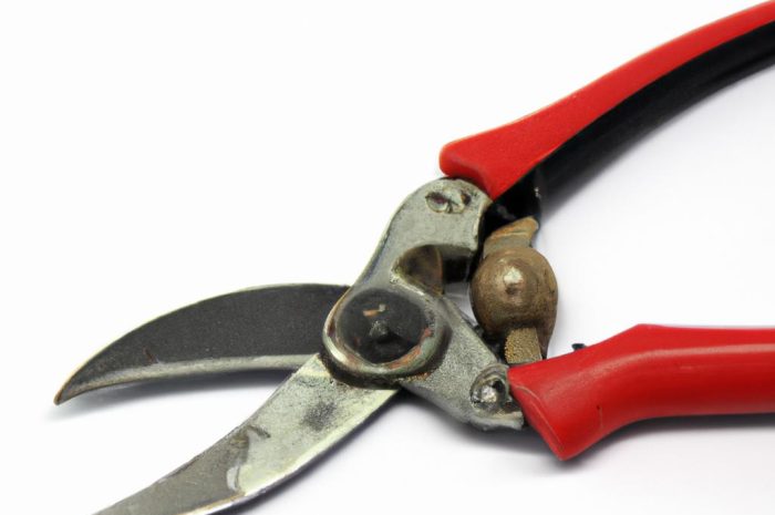 Cięcie krzewuszki na wiosnę – przycinanie krzewu ozdobnego