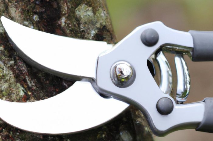 Cięcie moreli – jak przycinać drzewa pestkowe? Poznaj najważniejsze zasady