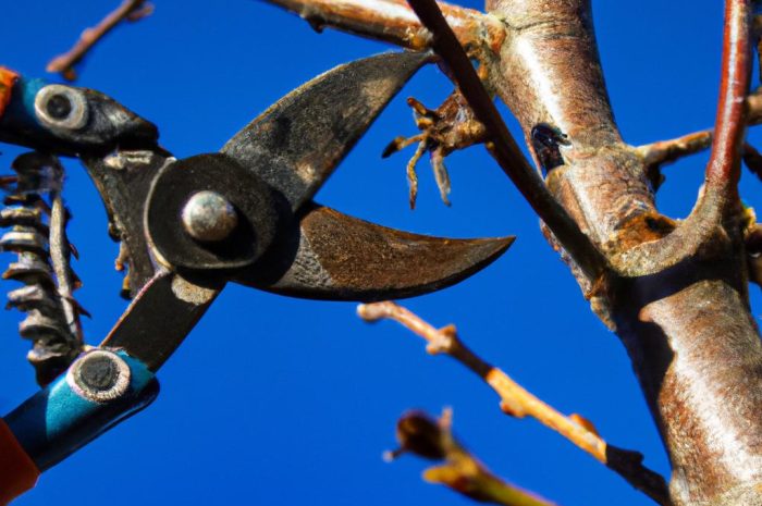 Cięcie wiśni na wiosnę. Kiedy i jak przycinać drzewa owocowe? O czym pamiętać?