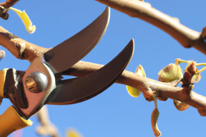 Cięcie gruszy – jak ciąć drzewa i krzewy owocowe? Kiedy przycinać pędy? Sprawdź!