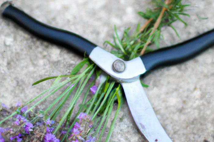 Cięcie lawendy wiosną – terminy i techniki przeprowadzenia cięcia. Jak i kiedy przycinać lawendę w porze wiosennej?