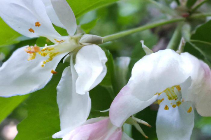 Ciekawe rośliny na balkon i do ogrodu – kwiaty rabatowe, które ożywią twój balkon na wiosnę