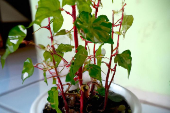 Ciekawe rośliny doniczkowe o wyjątkowych właściwościach. Poznaj efektowne kwiaty dekoracyjne do domu.