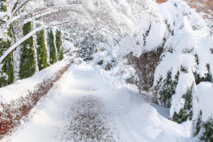 Ciemiernik – kiedy sadzić? Kwiaty w ogrodzie zimą