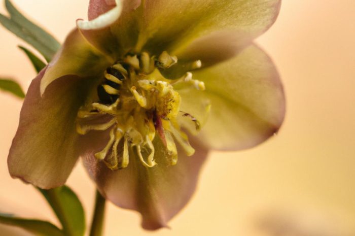 Ciemiernik – pięknie kwitnący rodzaj kwiatów do uprawy ogrodowej