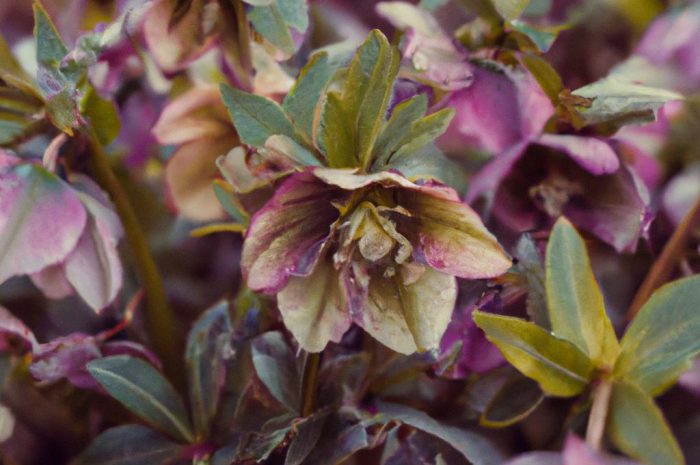 Ciemiernik wschodni – odmiany, wymagania, sadzenie