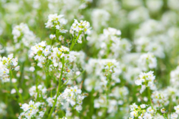 Cieszynianka wiosenna (Hacquetia epipactis) – uprawa, wymagane warunki, zastosowanie