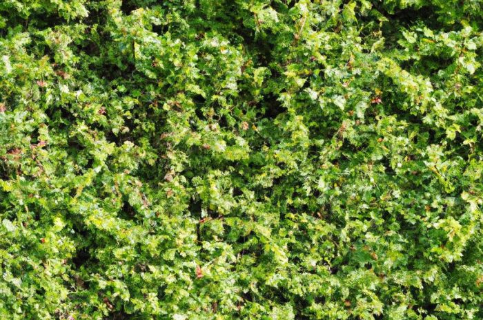 Cis hicksii – jak uprawiać w ogrodzie cis pośredni?