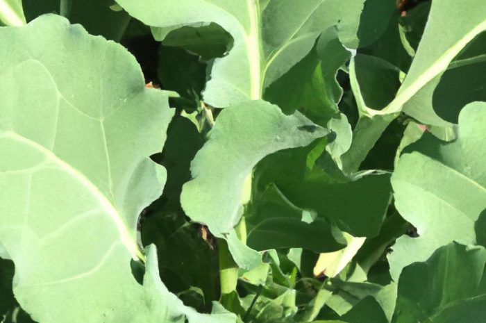 Cis – jakie warunki są odpowiednie dla jego wzrostu?