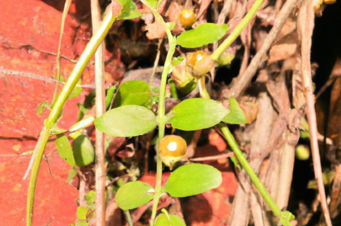 Cissus australijski – charakterystyka, pielęgnacja, uprawa. Jak uprawiać i podlewać pnącza w doniczce?