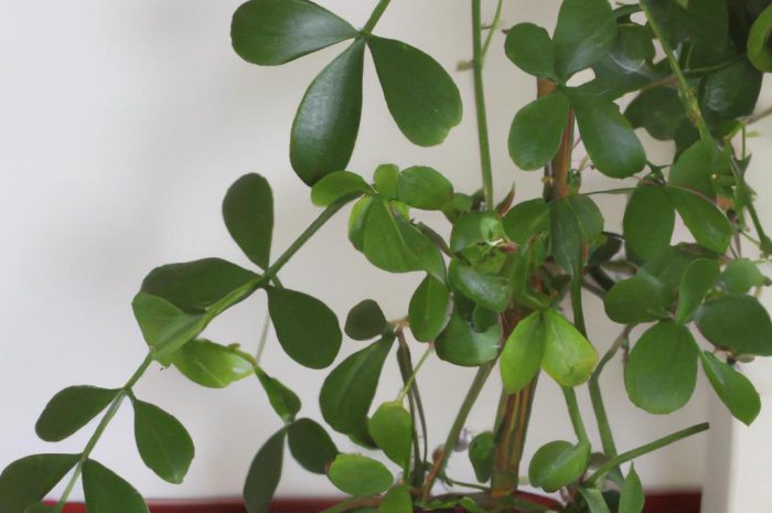 Cissus rombolistny – łatwa w uprawie roślina doniczkowa