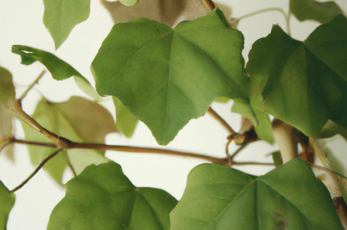 Cissus – najpopularniejszy bluszcz domowy