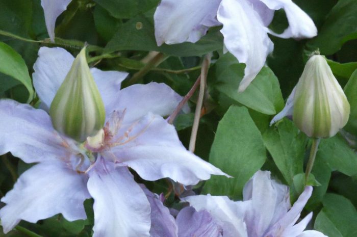 Clematis – zimowanie. Jak zabezpieczyć powojniki na zimę?