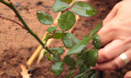 Aspidistra wyniosła – wskazówki dotyczące wymagań, pielęgnacji i uprawy egzotycznych roślin doniczkowych