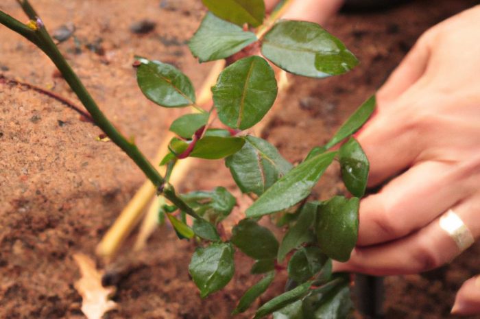 Co jest najważniejsze przy sadzeniu róż i kiedy jest na to pora?