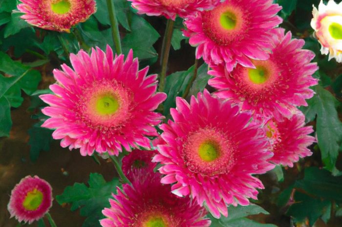 Co można posadzić obok lawendy w ogrodzie? Róże i inne kwiaty – kompozycje