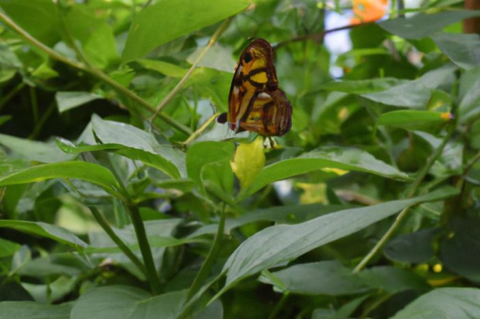 Co posadzić obok budlei? Jak aranżować motyli krzew?