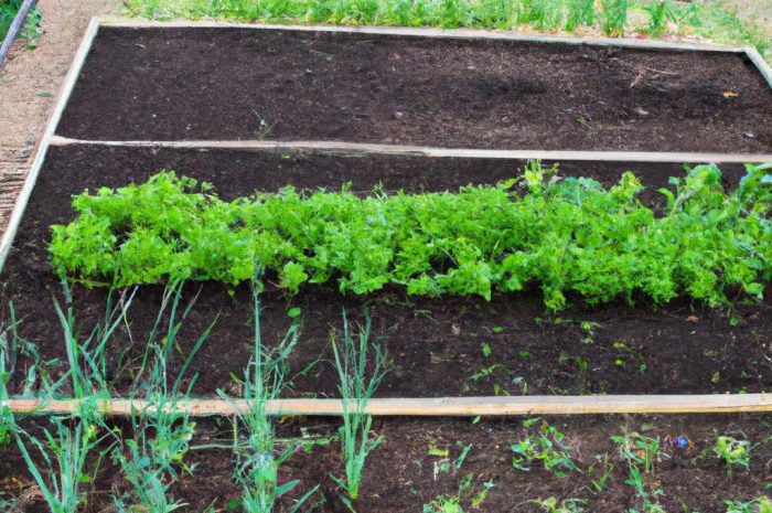 Co posadzić obok bukszpanu – najlepsze propozycje!