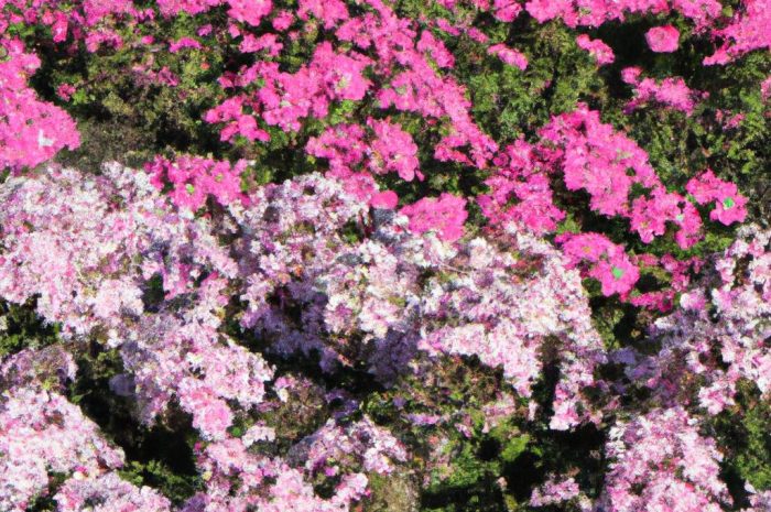 Co posadzić obok floksów? Uprawa i pielęgnacja rabat