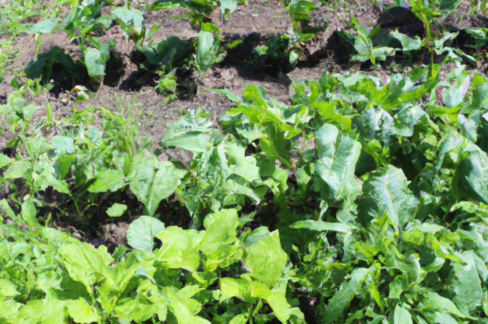 Co posadzić obok funkii? Piękne rośliny do uprawy z hostami