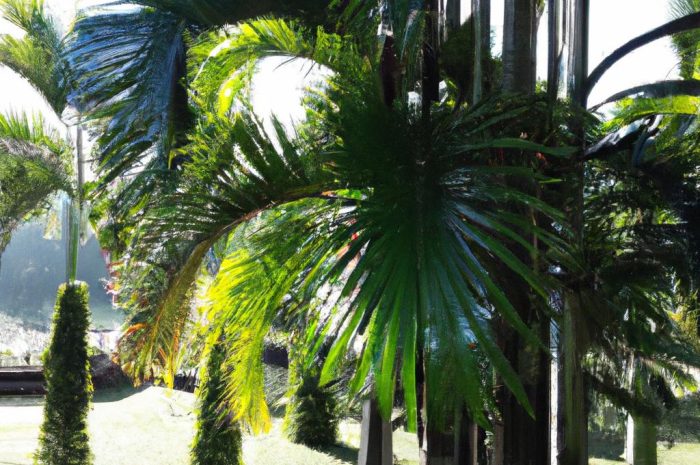 Co posadzić obok klonu palmowego? Porady dla początkujących ogrodników