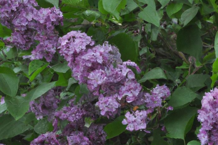 Co posadzić obok krzewuszki? Kompozycje z najpiękniejszych krzewów