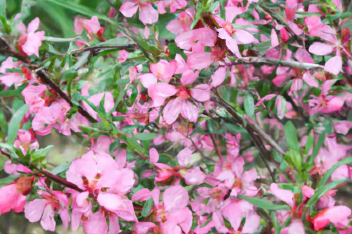 Co posadzić obok migdałka trójklapowego? Krzewy ogrodowe, które lubią zaciszne miejsca i są łatwe w uprawie