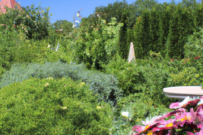 Co posadzić przy płocie i wzdłuż ogrodzenia?