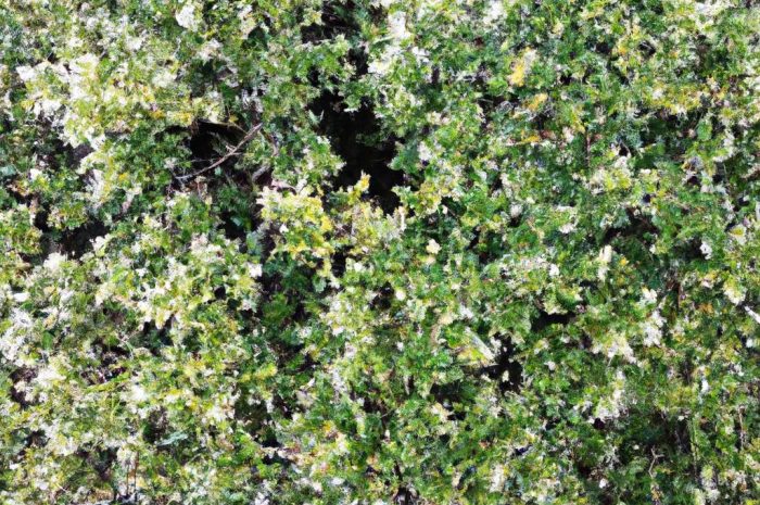 Co posadzić wzdłuż ogrodzenia zamiast tui? Gatunki roślin odpowiednich na żywopłoty