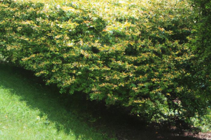 Co posadzić obok berberysów i jak sadzić te rośliny na żywopłot?