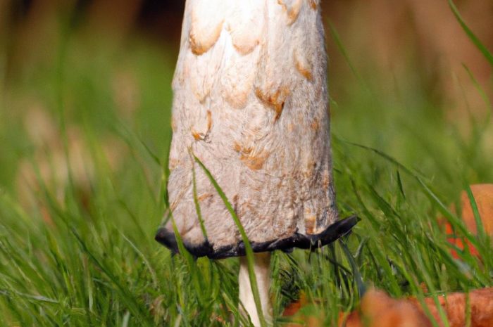 Coprinus comatus, czyli czernidłak kołpakowaty – cechy i zastosowanie
