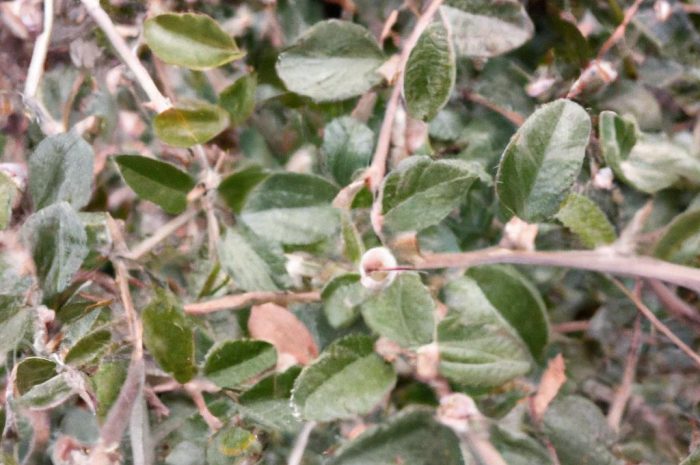 Corokia cotoneaster – niecodzienna roślina doniczkowa, pielęgnacja i uprawa
