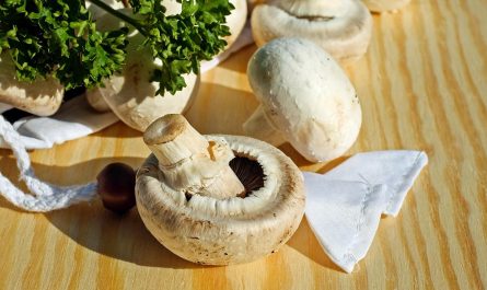 Cukrówka – wszystko co warto wiedzieć o tym smacznym grzybie z rodziny gołąbkowatych