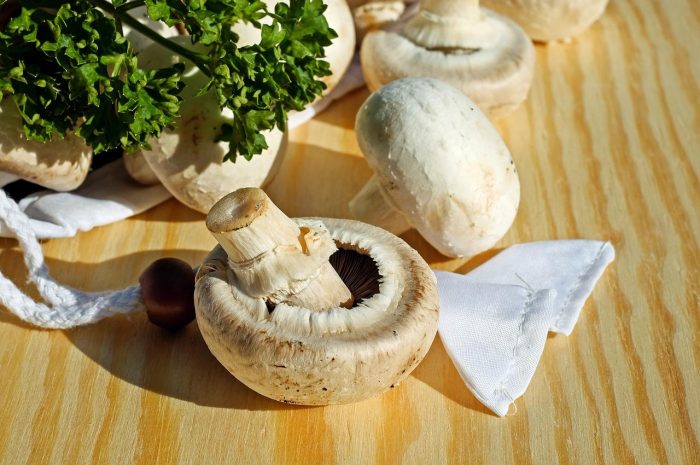 Cukrówka – wszystko co warto wiedzieć o tym smacznym grzybie z rodziny gołąbkowatych