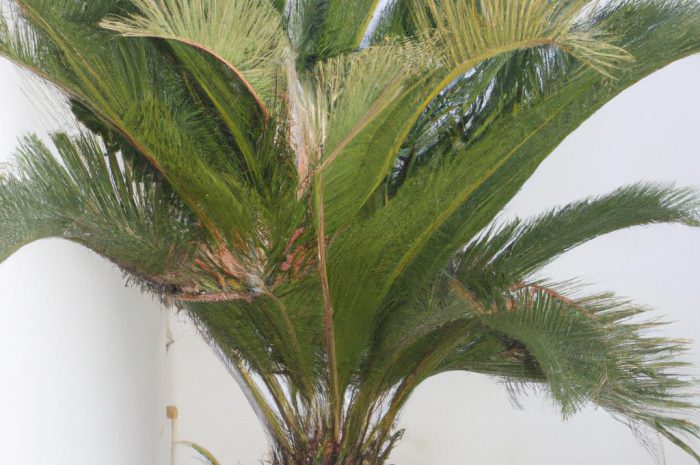 Cykas – odrobina prehistorii w twoim domu