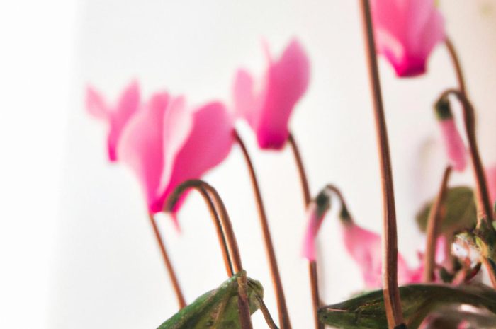 Cyklamen perski – roślina doniczkowa o ozdobnych liściach i kwiatach. Poznaj zasady jej uprawy