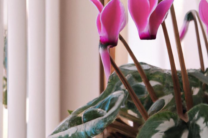 Cyklamen – rodzaj bylin uprawianych na parapecie i w gruncie