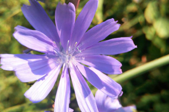 Cykoria podróżnik (Cichorium intybus) – naturalne rozwiązanie na wiele dolegliwości. Hodowla, właściwości i zastosowanie