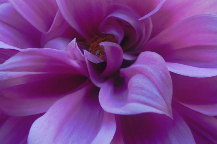 Cynia daliowa może być piękną ozdobą ogrodu! Poznaj warunki jej uprawy