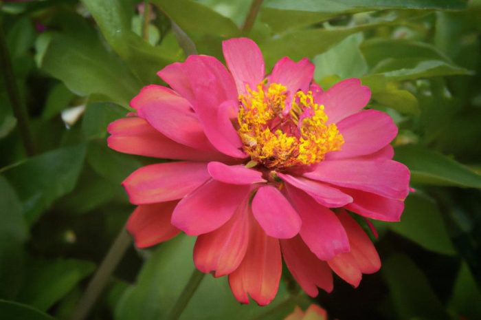 Cynia wytworna – wymagania i uprawa, wysiew