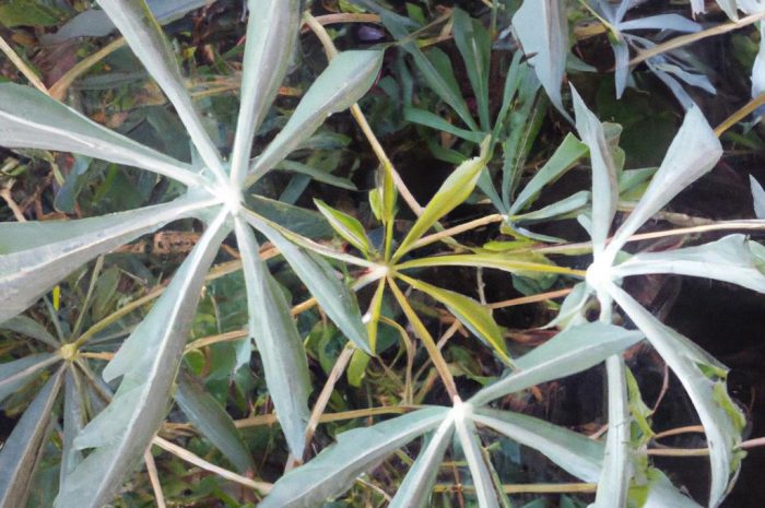 Cypryśnik błotny – jego charakterystyka, wymagania i uprawa