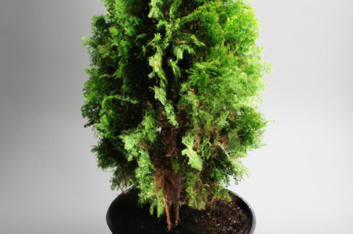 Cyprys w doniczce – zimowanie. Co musisz wiedzieć o pielęgnacji cyprysika domowego?