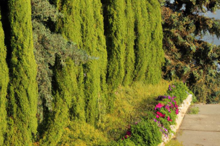 Cyprysik (Chamaecyparis) – na czym polega jego uprawa i pielęgnacja? Poznaj lepiej jego ozdobne odmiany!