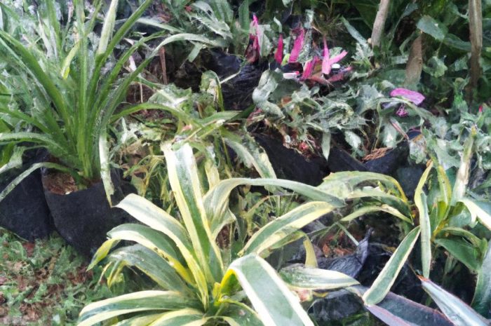 Cyprysik Lawsona – kalifornijskie drzewo w polskim ogrodzie?