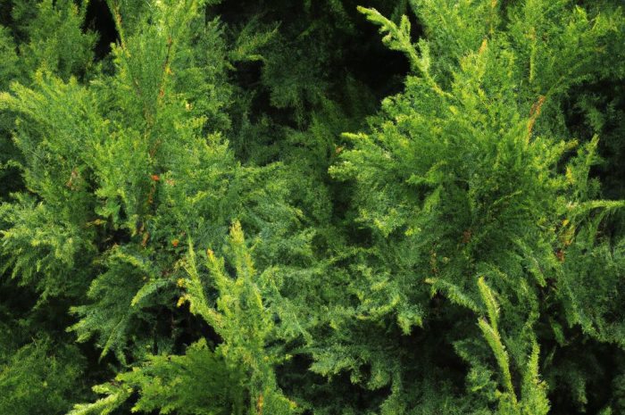 Cyprysik nutkajski – drzewo iglaste o różnorodnych odmianach. Poznaj te najciekawsze!