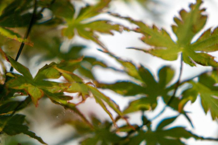 Cyprysik tępołuskowy – charakterystyka, uprawa i pielęgnacja