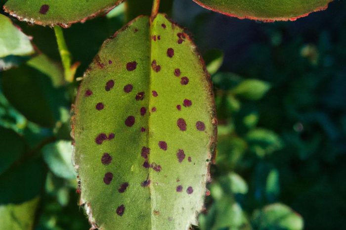 Czarna plamistość róż – sprawdź, czym zwalczać plamy na liściach