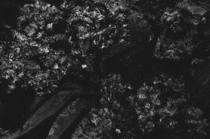 Czarna trawa lub konwalnik płaskopędowy „Niger” – niekonwencjonalny gość w twoim ogrodzie