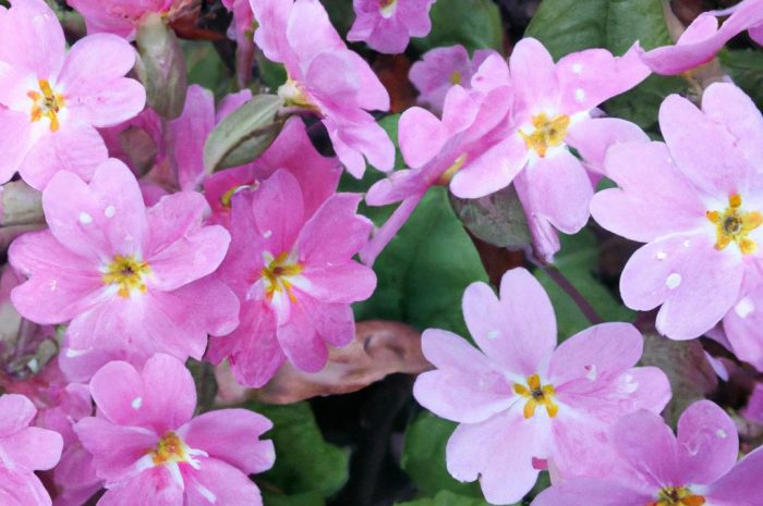 Czarnuszka damasceńska – poznaj jej historię i warunki uprawy